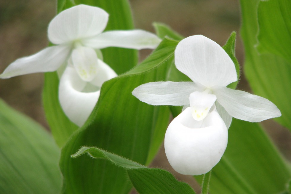 Cypripedium reginae albaWhite Showy Lady'sslipperperennial Orchid
