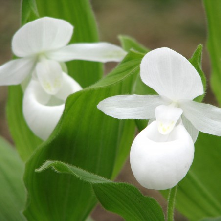 Cypripedium reginae alba-White Showy Lady's-slipper-perennial Orchid