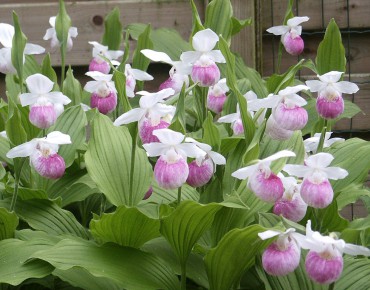 Cypripedium reginae