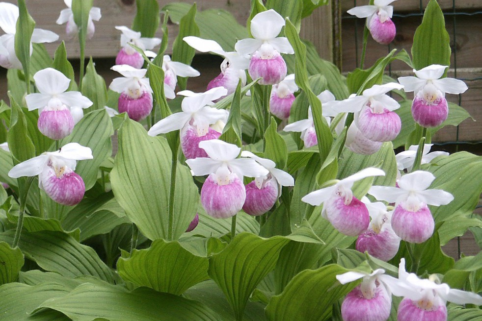 Cypripedium reginae