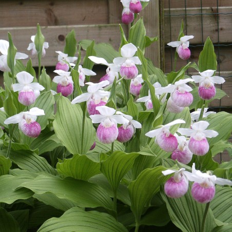 Cypripedium reginae-Showy Lady's-slipper-perennial Orchid