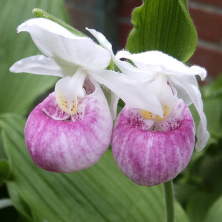 Cypripedium reginae-Showy Lady's-slipper-perennial Orchid
