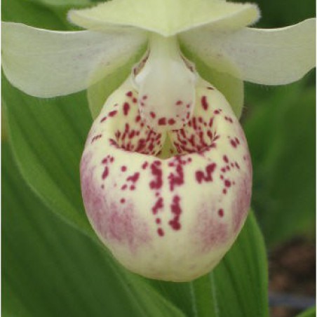 Cypripedium Ulla Silkens - Sabot de Vénus Ulla Silkens - vivace