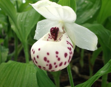 Cypripedium Ulla Silkens