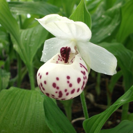 Cypripedium Ulla Silkens - Sabot de Vénus Ulla Silkens - vivace