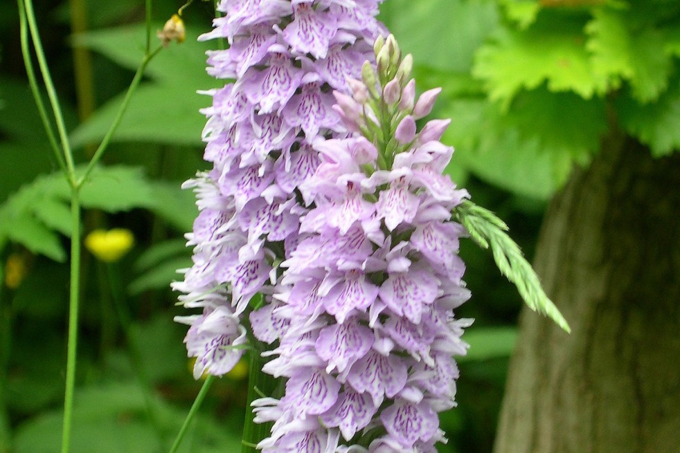 Dactylorhiza Fuchsii