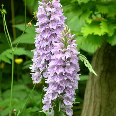 Dactylorhiza Fuchsii
