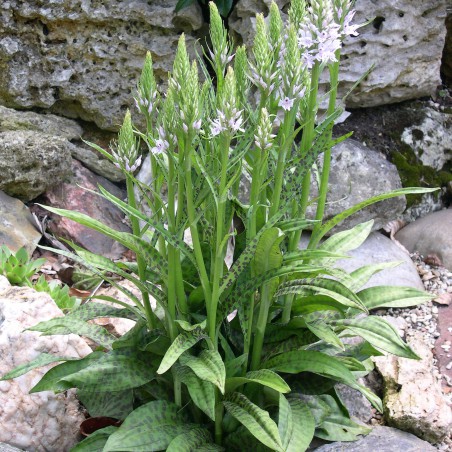 Dactylorhiza Fuchsii - Dactylorhiza de Fuchs - orchidée vivace