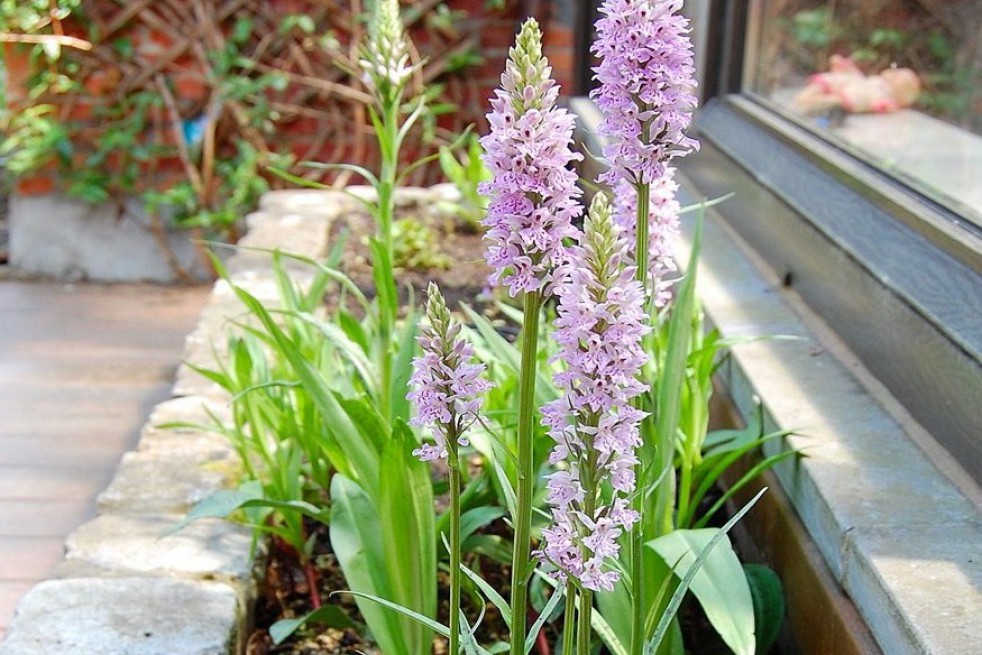 Dactylorhiza Maculata