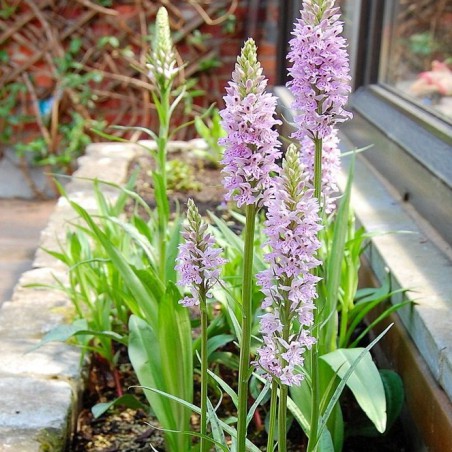 Dactylorhiza Maculata - Heat Spotted Orchid - perennial Orchid