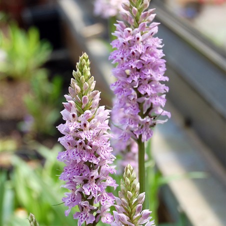 Dactylorhiza Maculata - Orchis tacheté - orchidée vivace