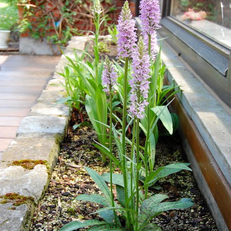 Dactylorhiza Maculata - Orchis tacheté - orchidée vivace