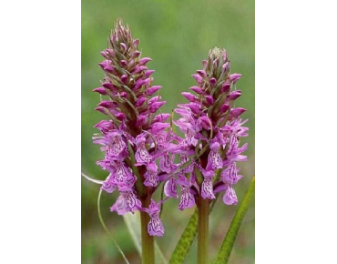 Dactylorhiza majalis - Dactylorhiza de mai - orchidée vivace