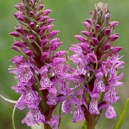 Dactylorhiza majalis - Dactylorhiza from May - perennial Orchid