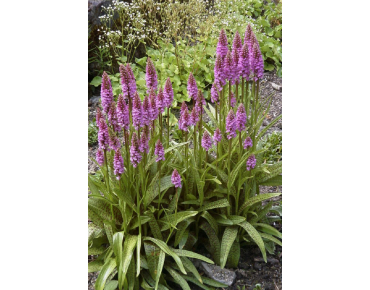 Dactylorhiza Majalis