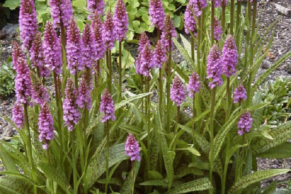 Dactylorhiza Majalis