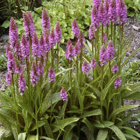 Dactylorhiza majalis - Dactylorhiza van mei - meerjarige orchidee