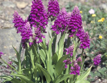 Purple orchis