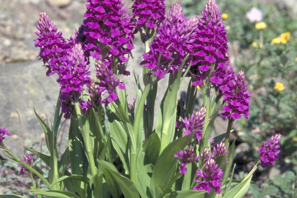 Dactylorhiza Purpurella