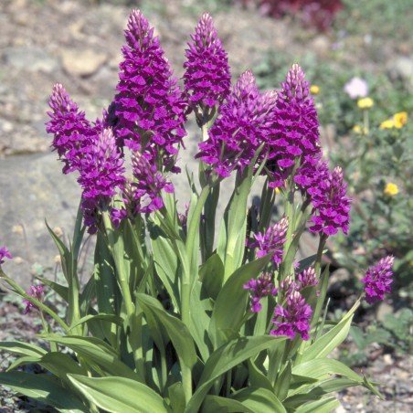Dactylorhiza purpurella - Purple orchis - perennial Orchid