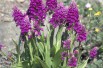 Dactylorhiza Purpurella