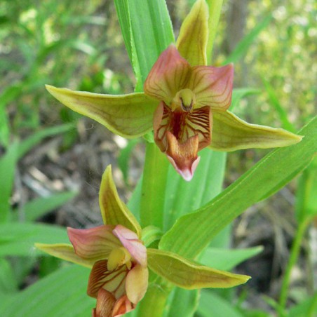 Epipactis gigantea - Epipactis géant - orchidée vivace