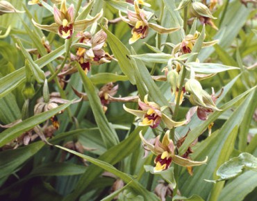 Epipactis giant