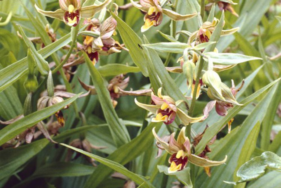 Epipactis Gigantea
