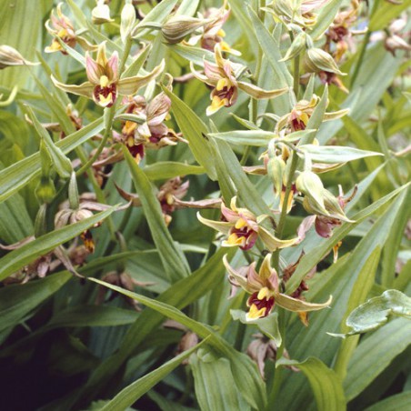 Epipactis gigantea - Epipactis reus - overjarige orchidee