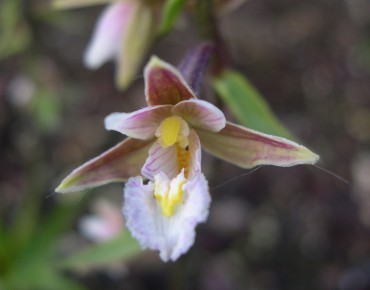 Epipactis Palustris