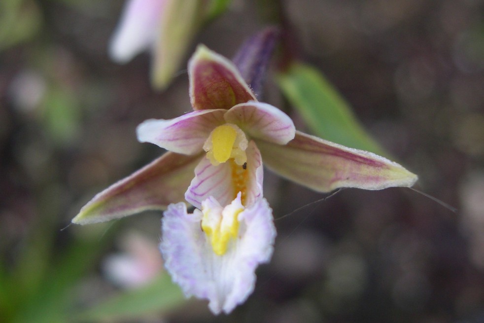 Epipactis Palustris
