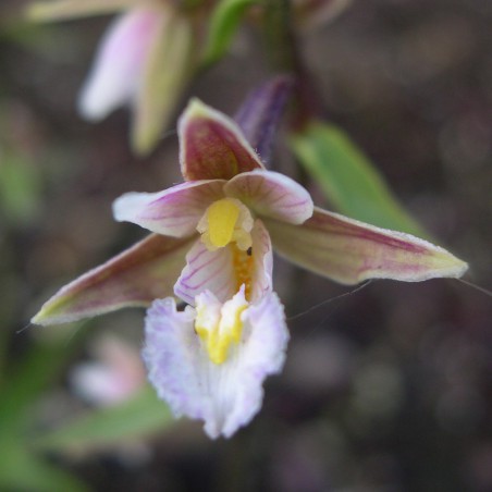 Epipactis Palustris