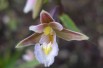 Epipactis Palustris