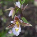 Epipactis of the marshes