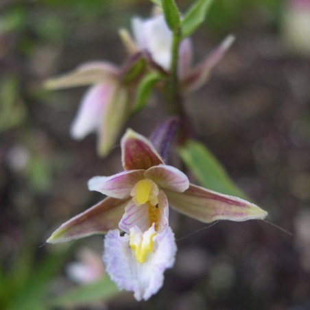 Epipactis palustris - Epipactis van de moerassen - overjarige orchidee
