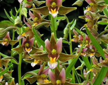Epipactis Sabine