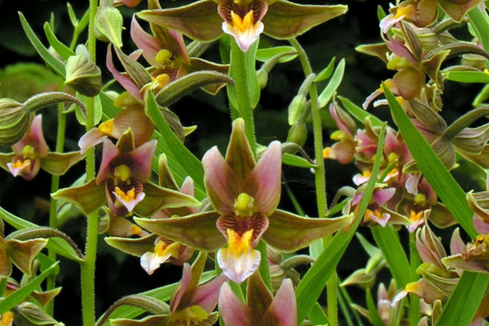 Epipactis Sabine