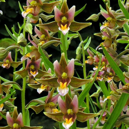 Epipactis Sabine - Wespenorchis - overjarige orchidee