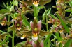 Epipactis Sabine