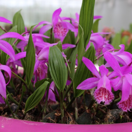 Pleione tongariro - orchidée vivace