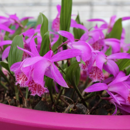 Pleione Tongariro