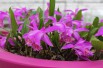 Pleione Tongariro