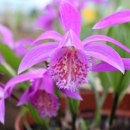 Pleione tongariro - orchidée vivace