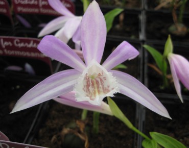 Pleione Formosana