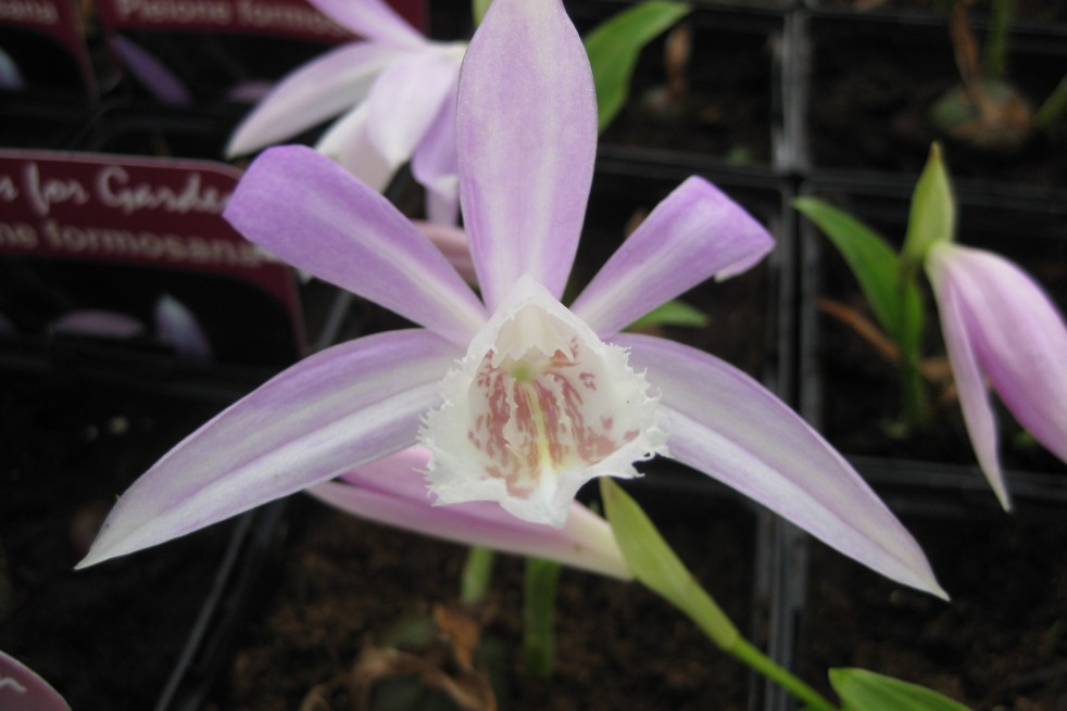 Pleione Formosana