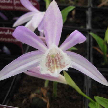 Pleione Formosana