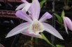 Pleione Formosana