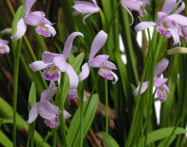 Pogonia Ophioglossoïdes