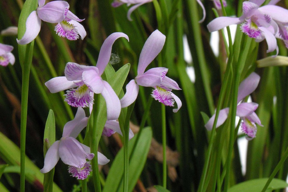 Pogonia Ophioglossoïdes