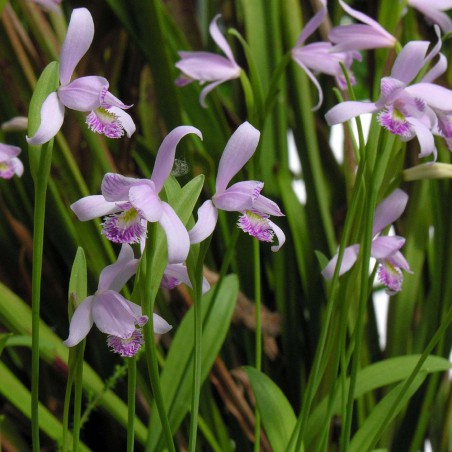 Pogonia Ophioglossoïdes